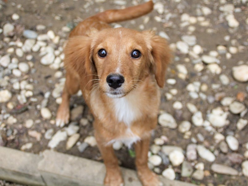 Charmanter IGOR sucht ein liebevolles Zuhause Charmanter IGOR sucht ein liebevolles Zuhause