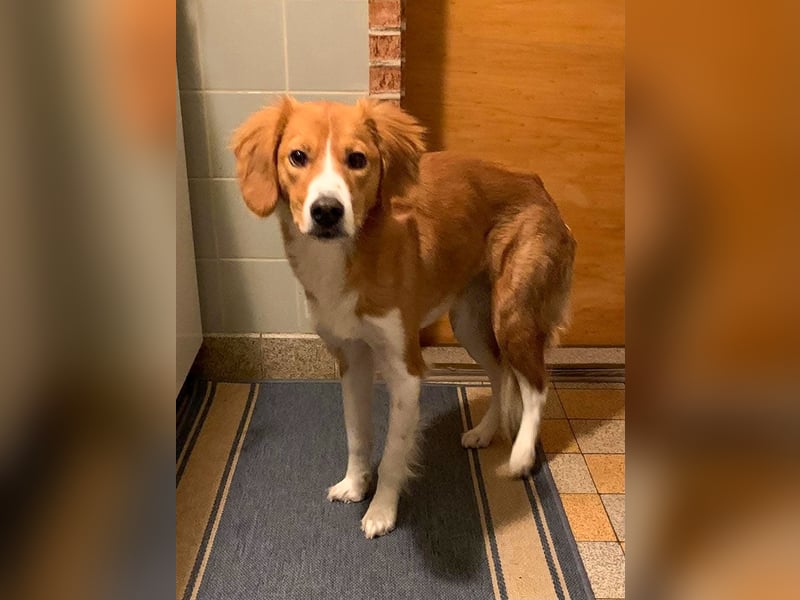 Zurückhaltende MILEY sucht geduldiges Zuhause