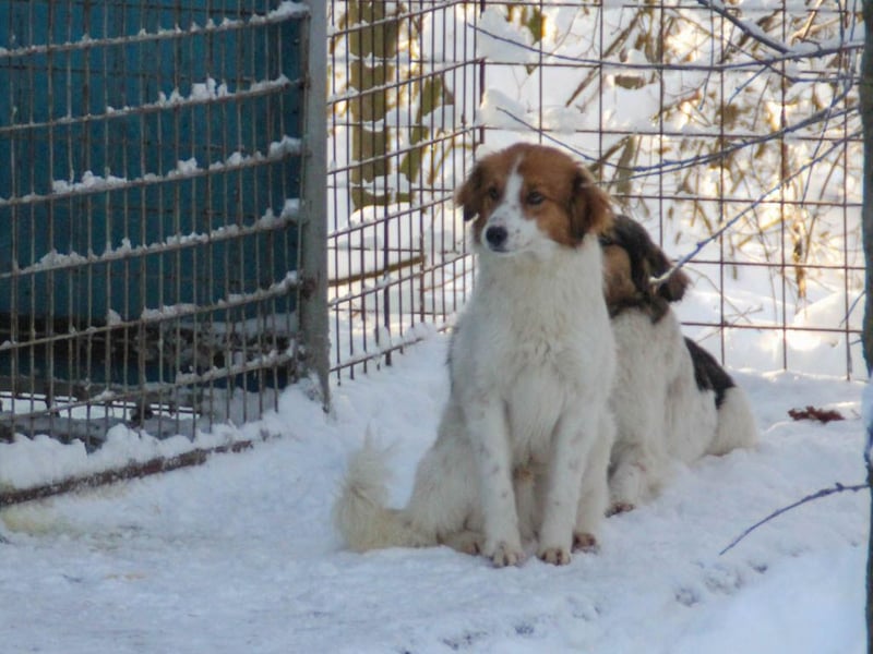 Fröhlicher Traumprinz FRIEDRICH möchte dich verzaubern