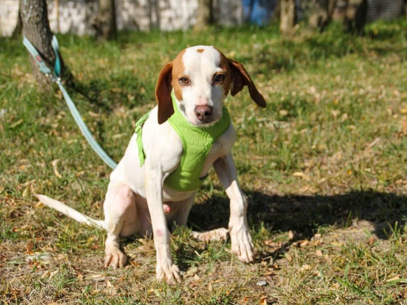 Bäuchleinkrauler für zuckersüßen FICO gesucht !