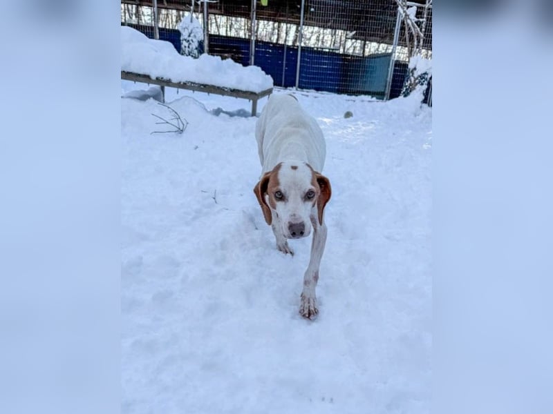 Bäuchleinkrauler für zuckersüßen FICO gesucht !