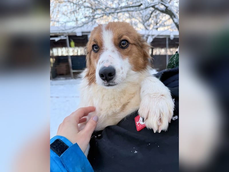 Halli-Hallo, ich FRIEDRICH, suche ein liebevolles Zuhause