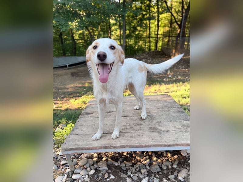 Neugierige LIMA sucht ihr Für-Immer-Zuhause