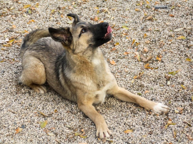 Knutschkugel JOSEPHINE will endlich mit ihren eigenen Menschen kuscheln
