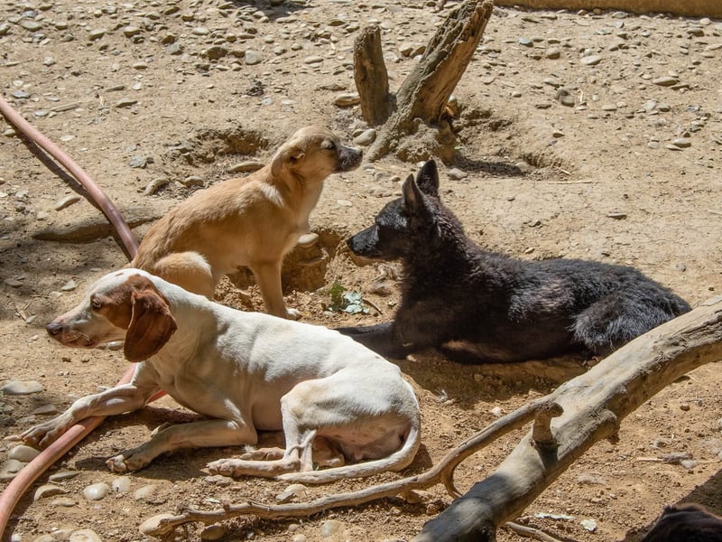 Niedliche BILLIE könnte dein Herzenshund werden