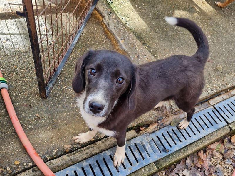 Aufgepasst - hier ist die charmante Traumhündin FLAVIA
