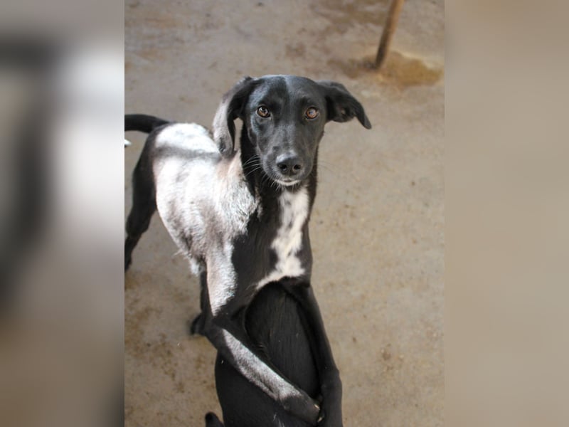 Wer hat ein Herz und ein Körbchen frei für die bezaubernde IRMA