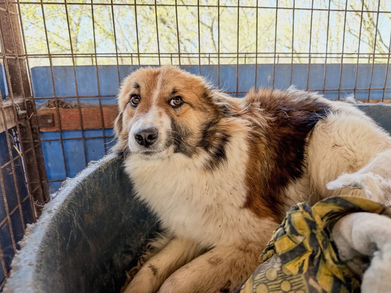 wunderhübscher WILHELM braucht DICH zum "Weiterwachsen"