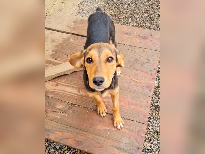 Zuckersüße FUTURE hofft, dass ihr die Zukunft bald ein tolles Zuhause bringt