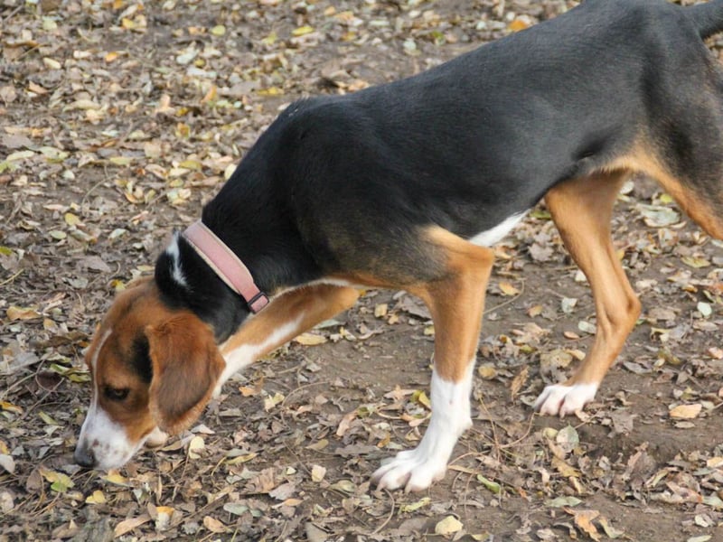 wunderschöne OFELIA, jung, schlau, friedlich