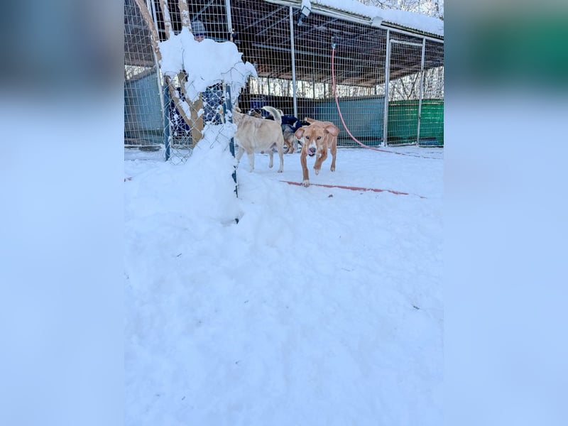 Freundlicher BARK möchte dich um seine hübschen Pfoten wickeln