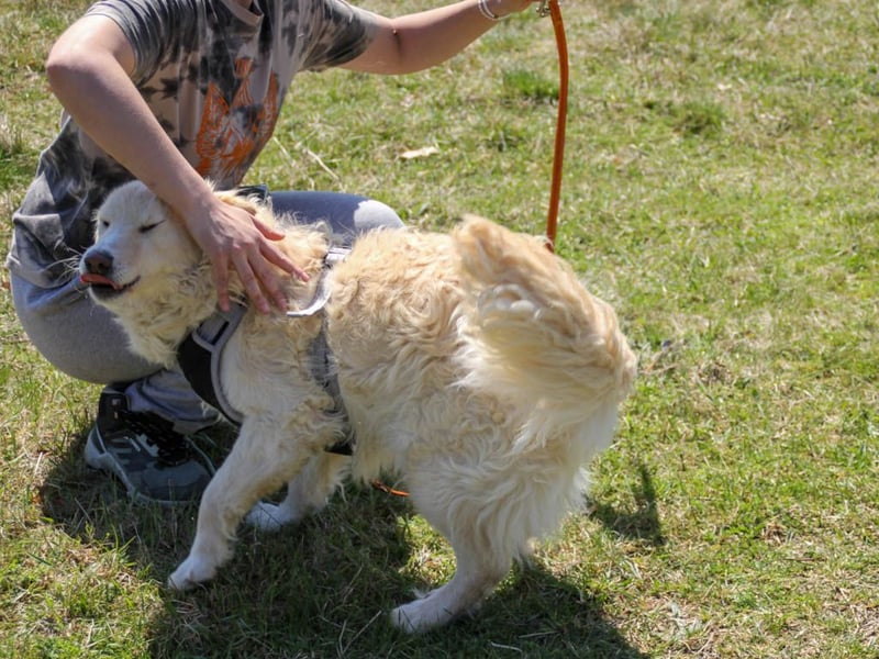 Bezaubernder MAXIM wäre gerne ein geliebtes Familienmitglied