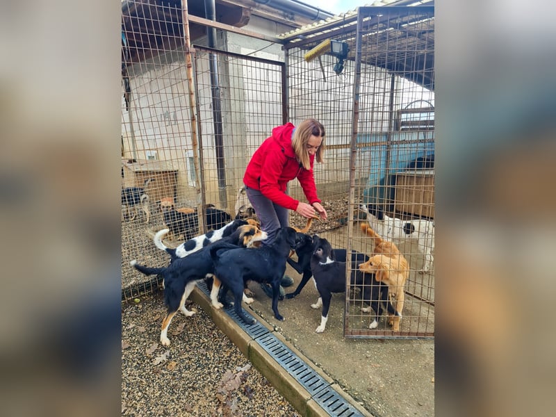 Aufgepasst - hier ist die charmante Traumhündin FLAVIA