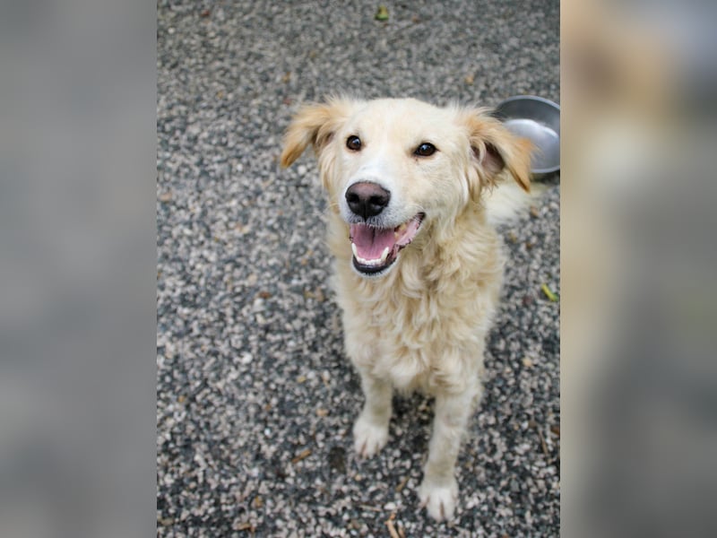 Hoppla - liebenswerter MAXIM möchte on tour gehen