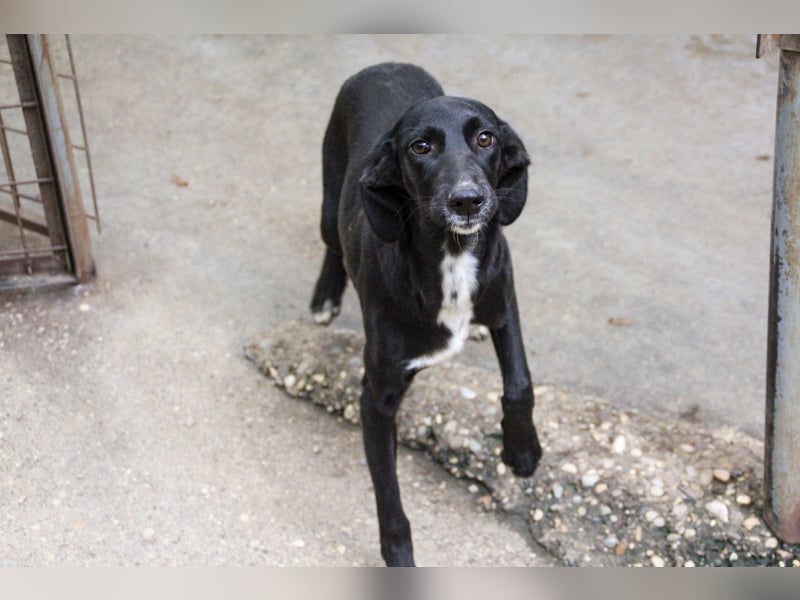 Zuckersüße IRMA ist ein Engel auf 4 Pfoten Zuckersüße IRMA ist ein Engel auf 4 Pfoten