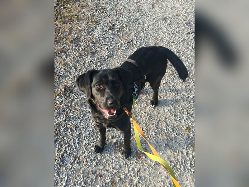 Zuckersüße MONIQUE ist auf Pflegestelle in 91126 Schwabach