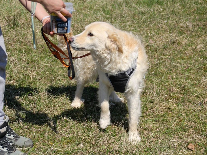 Bezaubernder MAXIM wäre gerne ein geliebtes Familienmitglied