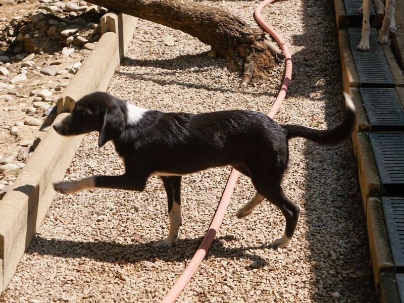 FLAVIA - wer bringt ihre Augen zum strahlen?