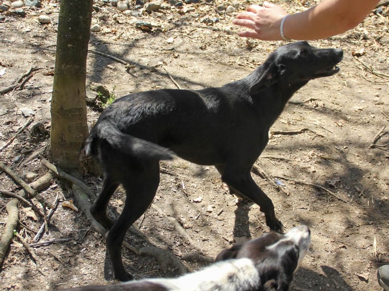 Black Beauty - bezaubernde Hundelady IRMA hofft auf ein liebevolles Zuhause