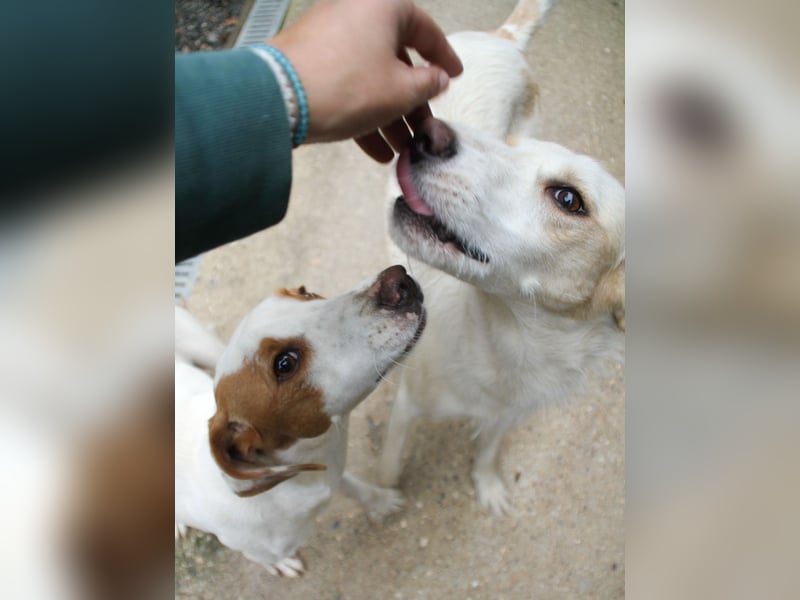 Lebensfrohe LIMA bezaubert durch ihre fröhliche und liebe Art