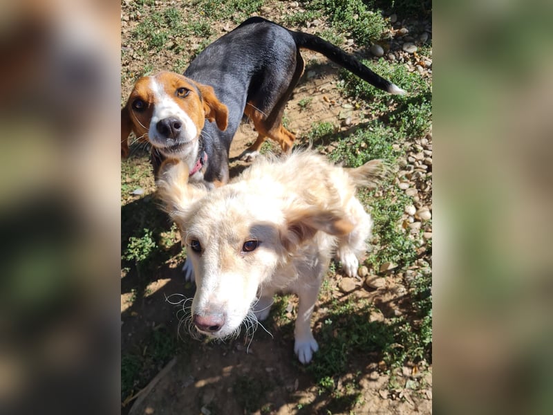 Wer gibt dem charmanten Hundebub MAXIM ein Zuhause