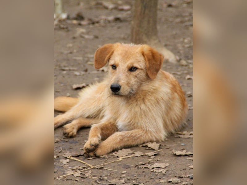 Zuckersüßer DARCY - manchmal etwas zurückhaltend aber doch neugierig