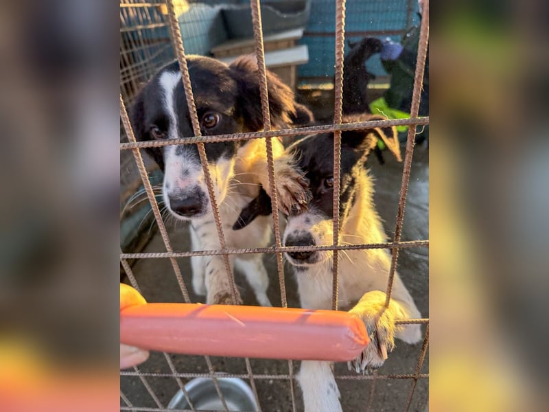 Fröhlicher Traumprinz ILIAS möchte dich verzaubern