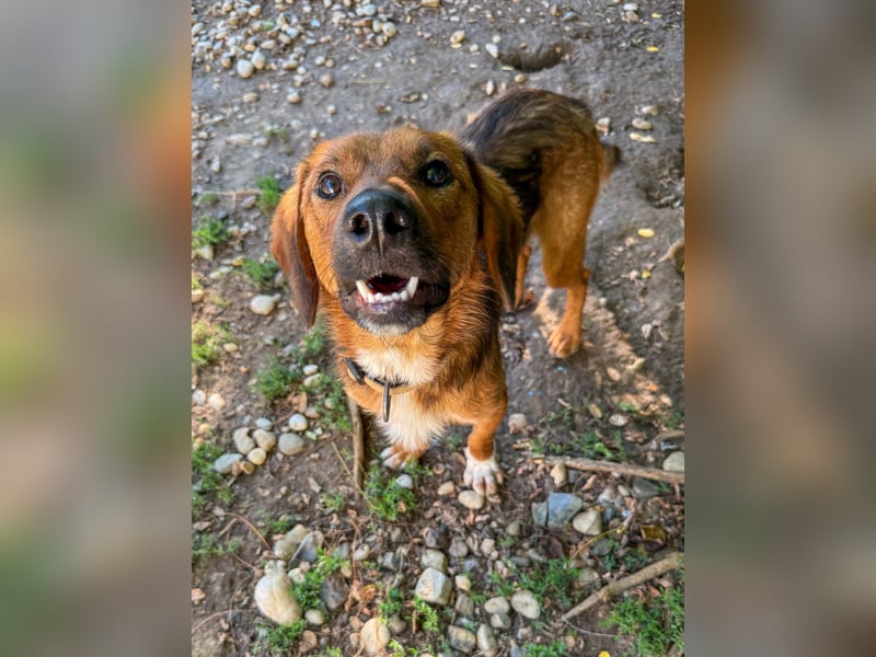 Zauberhafter DARIO - Herzenshund, Knutschkugel und Zuckerbub Zauberhafter DARIO - Herzenshund, Knutschkugel und Zuckerbub