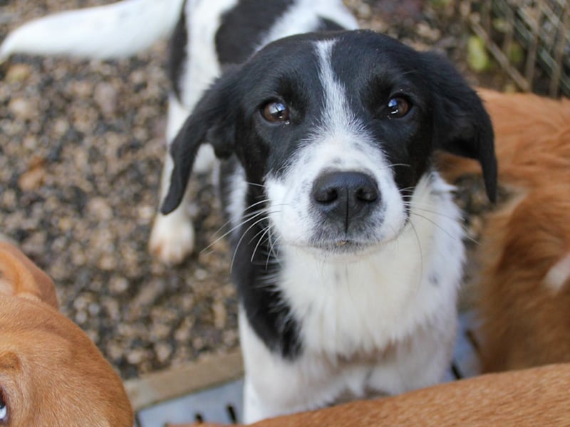 Fröhlicher Traumprinz ILIAS möchte dich verzaubern