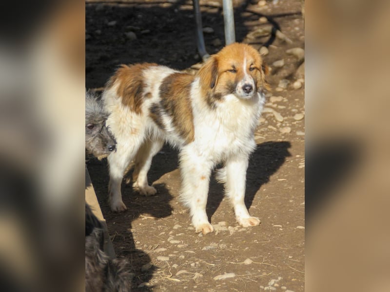 WILHELM wunderhübsch und schlau !