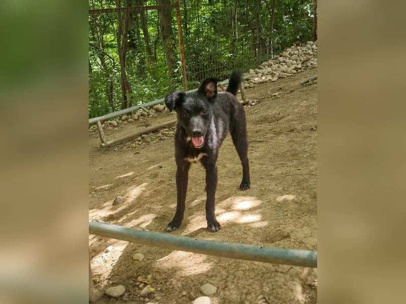 Niedliche BILLIE könnte dein Herzenshund werden