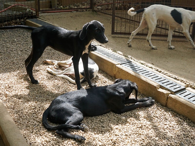 Zuckersüße IRMA ist ein Engel auf 4 Pfoten Zuckersüße IRMA ist ein Engel auf 4 Pfoten
