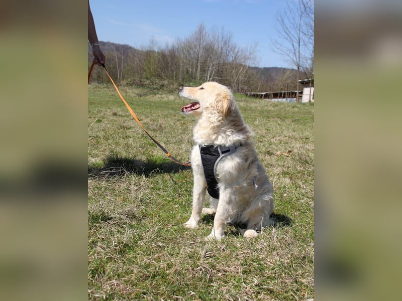 Bezaubernder MAXIM wäre gerne ein geliebtes Familienmitglied