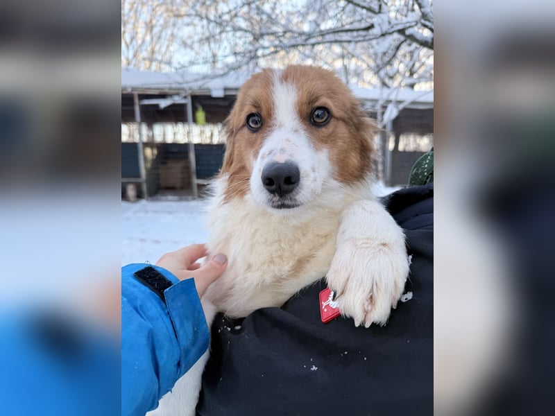 Halli-Hallo, ich FRIEDRICH, suche ein liebevolles Zuhause