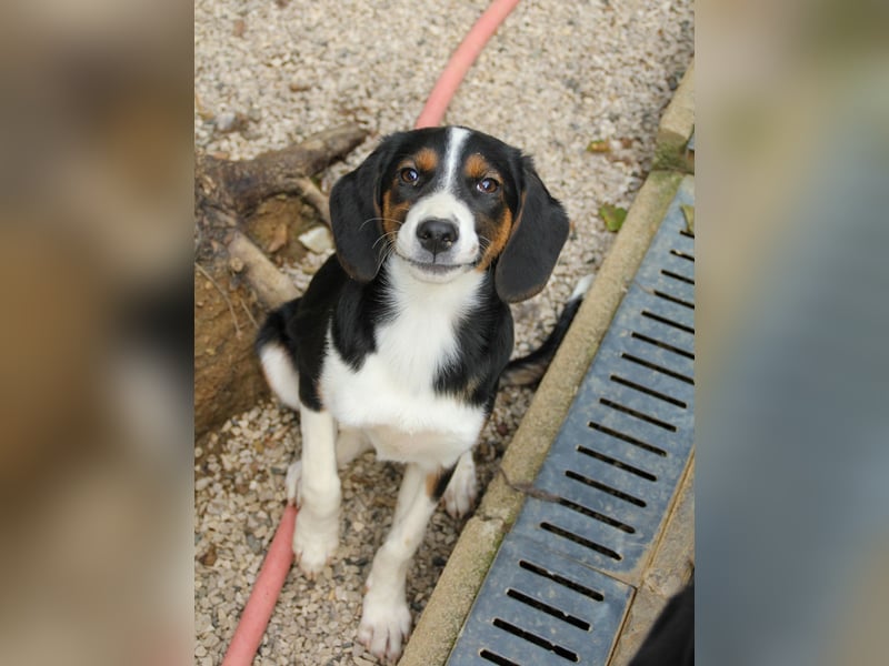 Zuckersüße LOARA - wer bringt ihre Augen zum strahlen? Zuckersüße LOARA - wer bringt ihre Augen zum strahlen?