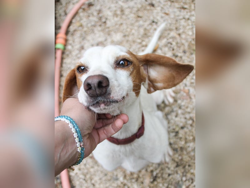 Bäuchleinkrauler für zuckersüßen FICO gesucht !