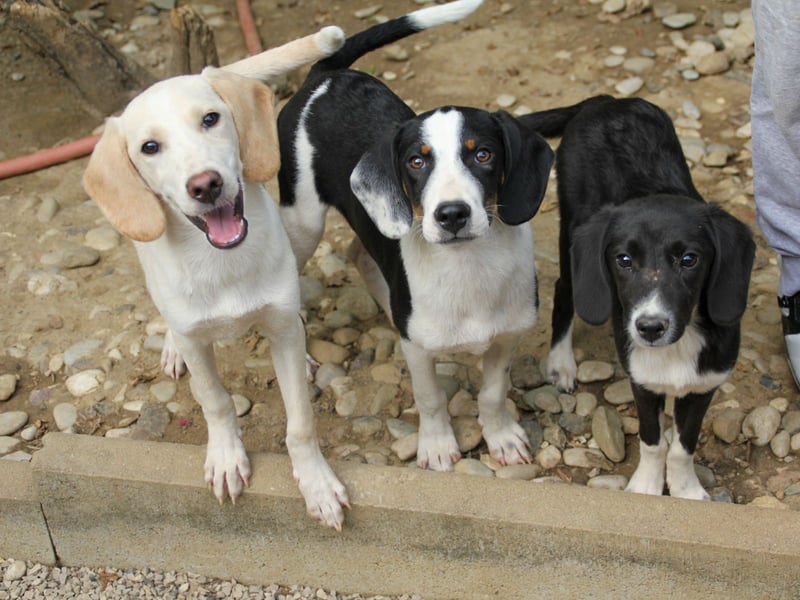 TIAGO - will Dich verzaubern TIAGO - will Dich verzaubern