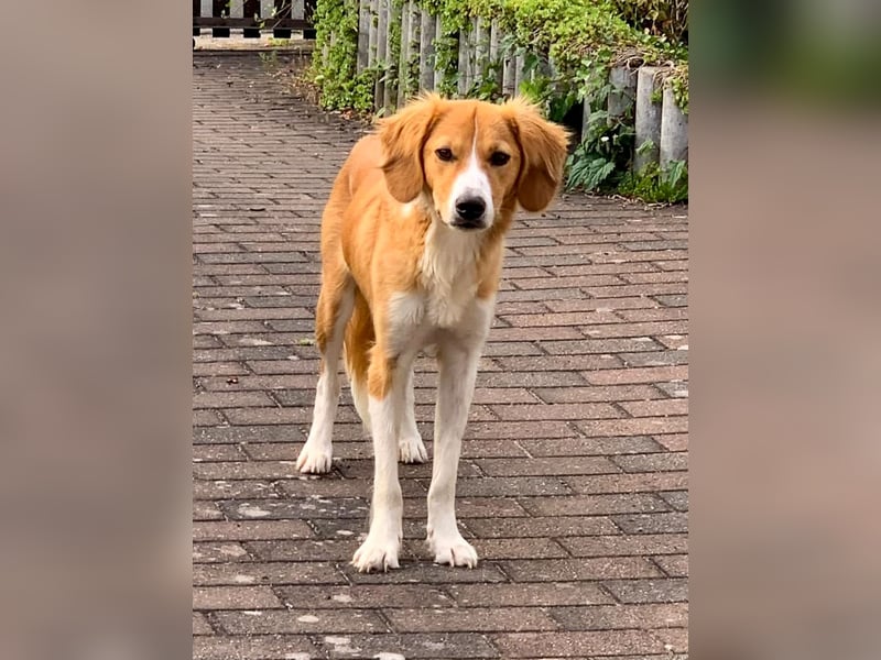 Zurückhaltende MILEY sucht geduldiges Zuhause