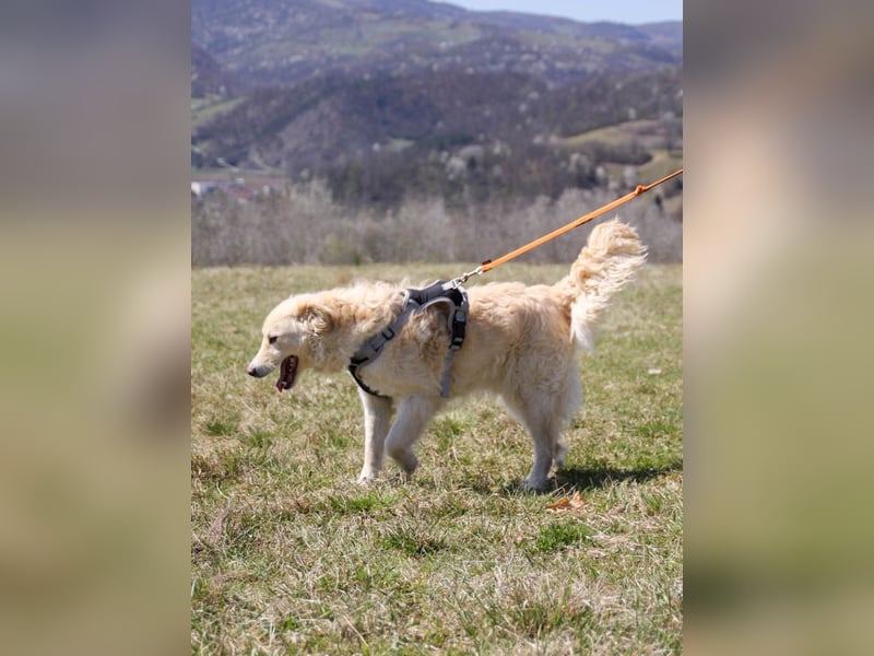 Bezaubernder MAXIM wäre gerne ein geliebtes Familienmitglied