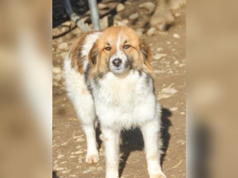 wunderhübscher WILHELM braucht DICH zum "Weiterwachsen"