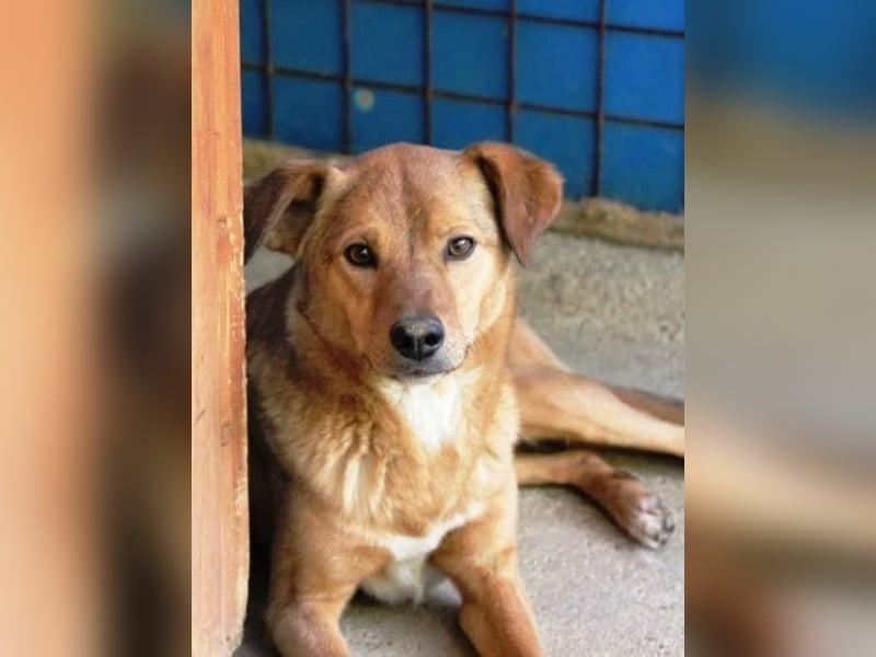 SVEN erfahrener friedlicher Hunderentner - sucht erfahrene Herzensmenschen
