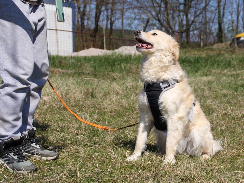 Bezaubernder MAXIM wäre gerne ein geliebtes Familienmitglied