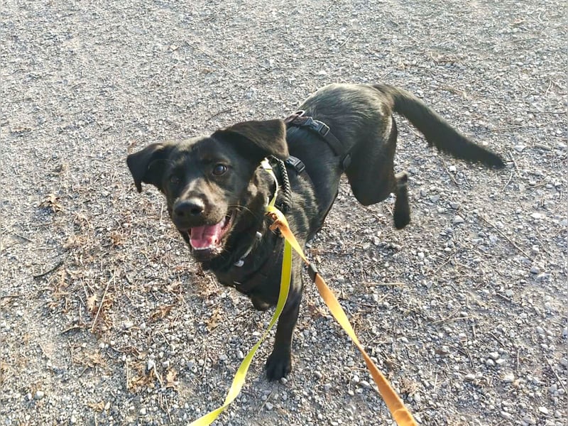 Zuckersüße MONIQUE ist auf Pflegestelle in 91126 Schwabach