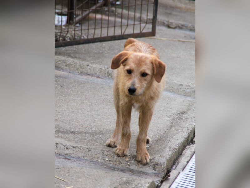 Zuckersüßer DARCY - manchmal etwas zurückhaltend aber doch neugierig