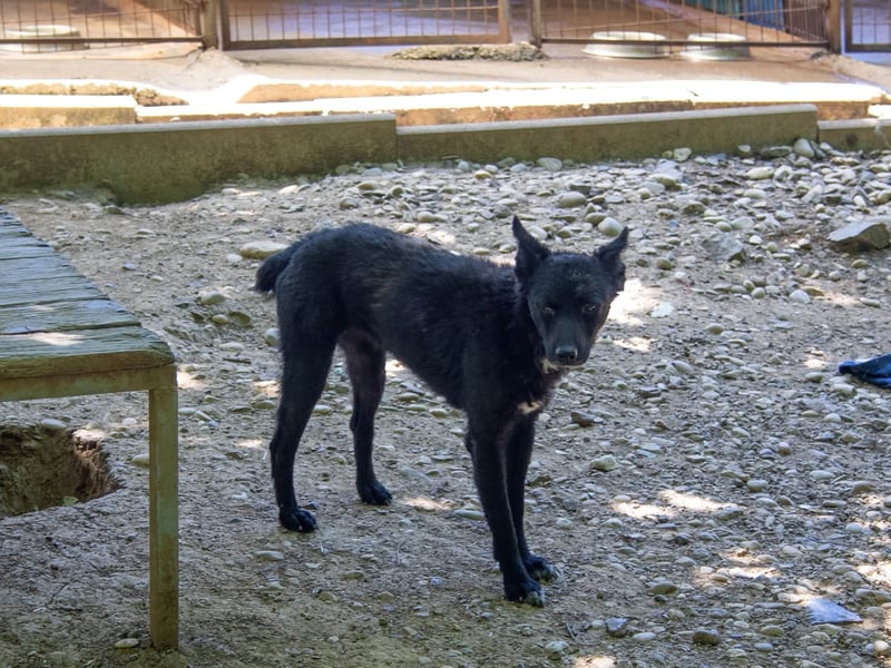 Niedliche BILLIE könnte dein Herzenshund werden