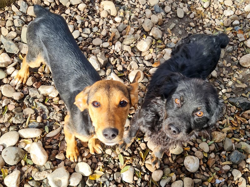 Sanfte und verschmuste FUTURE sucht ihr Kuschelkörbchen für Immer