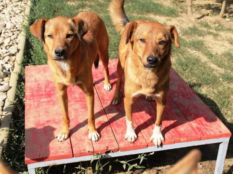SVEN erfahrener friedlicher Hunderentner - sucht erfahrene Herzensmenschen