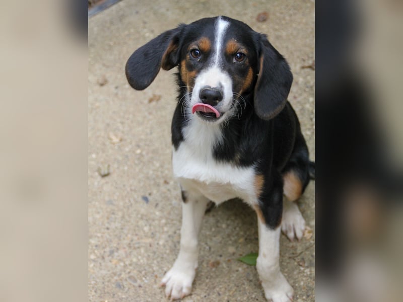 Zuckersüße LOARA - wer bringt ihre Augen zum strahlen? Zuckersüße LOARA - wer bringt ihre Augen zum strahlen?
