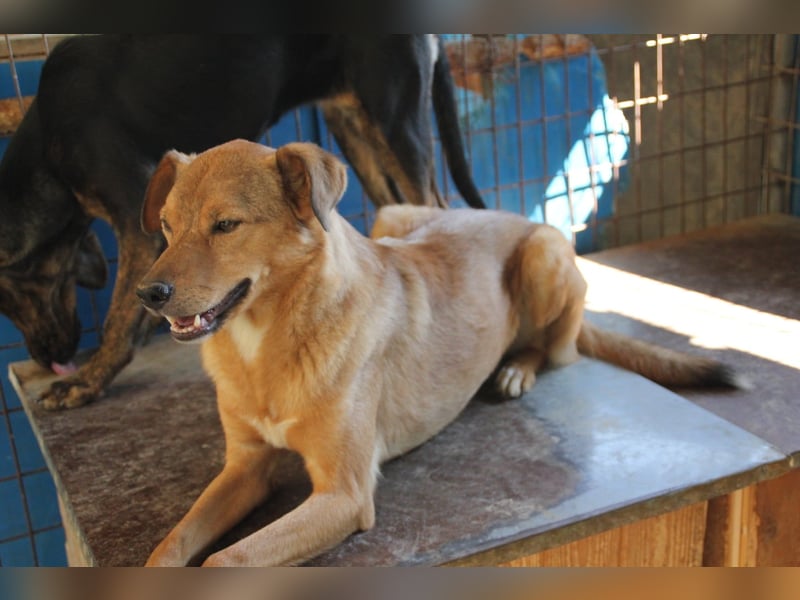 SVEN, liebenswerter Rentner sucht seinen Herzensmensch SVEN, liebenswerter Rentner sucht seinen Herzensmensch