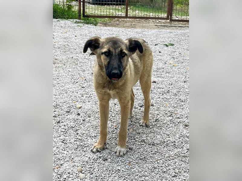 Kuschelmaus JOSEPHINE will endlich von ihren Menschen entdeckt werden